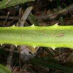 Bromelia pinguin Leht