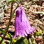 Soldanella pusilla Kwiat