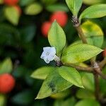 Alyxia ruscifolia Blomst