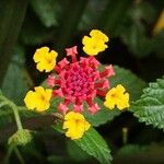 Lantana camaraफूल