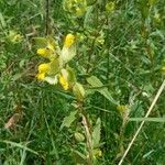 Rhinanthus major Yeri