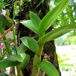 Dendrobium bigibbum Leaf