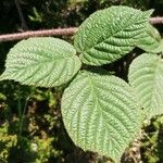Rubus canescens 葉