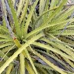 Dyckia encholirioides Fulla