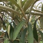 Tarchonanthus camphoratus Leaf