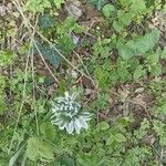 Ornithogalum boucheanum Blüte