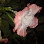 Brugmansia versicolor Квітка