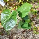 Philodendron hederaceum Blatt