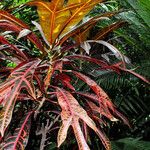 Codiaeum variegatum ഇല