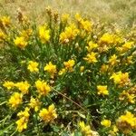 Genista sagittalis Flor