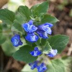 Scutellaria tuberosa Flor