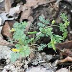 Corydalis flavula Habit