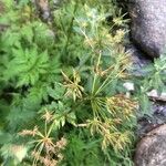 Chaerophyllum hirsutum 果實