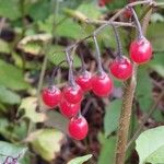 Solanum dulcamara Fruit