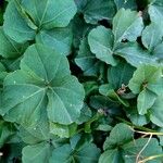 Cardamine trifolia Blad