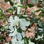 Chamaecrista desvauxii Fuelha