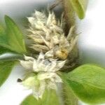 Alternanthera caracasana Λουλούδι