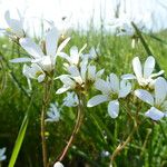 Saxifraga granulataKvet