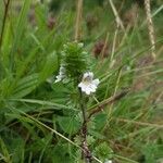 Euphrasia officinalisFlower