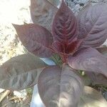 Deeringia spicata Leaf