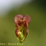 Scrophularia oblongifolia Övriga