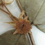 Myrcia bracteata Otro