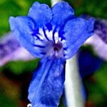 Salvia abrotanoides Flower