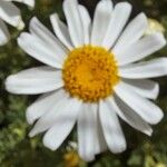 Argyranthemum tenerifae Flower