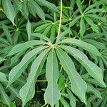 Manihot grahamii Blad