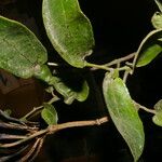 Aristolochia tonduzii