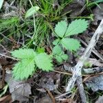 Agrimonia rostellata Leaf