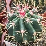 Ferocactus pilosus Ліст