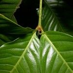 Quiina macrophylla Altul/Alta