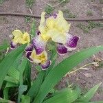 Iris variegata Blomma