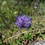 Jasione laevis Floare