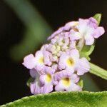 Lantana involucrata Flower