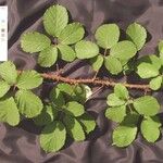 Rubus andegavensis Annet