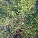 Baccharis sarothroides Hoja
