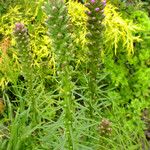 Liatris spicata 形态