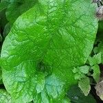 Arctium nemorosum Leaf