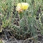 Opuntia polyacantha 花
