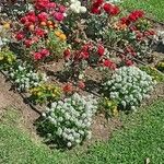 Chrysanthemum × morifolium Flower