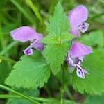 Lamium maculatumKvět