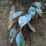 Antrophyum mannianum Hoja