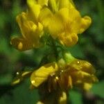 Medicago polymorpha Floro