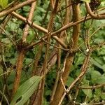 Rhododendron calendulaceum Rinde