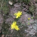 Hieracium murorumFloare