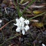 Teesdalia nudicaulis Fleur