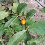 Cordia sinensis Fruto