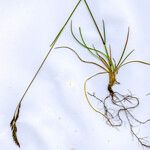 Festuca rubra 整株植物